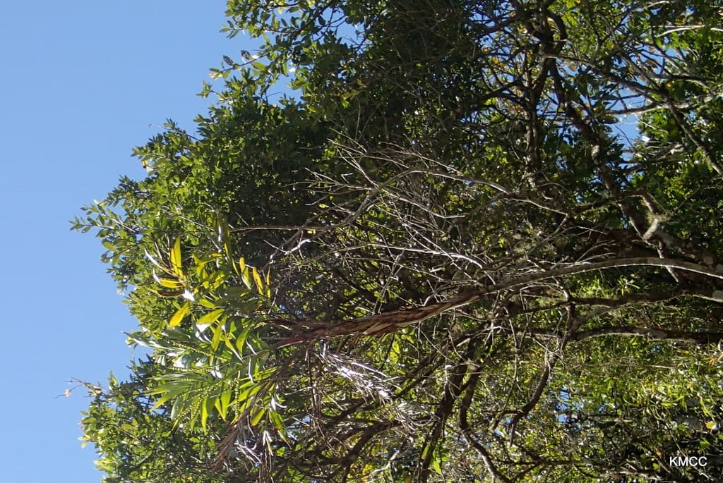 Botanical specimen of Dypsis Scandens.