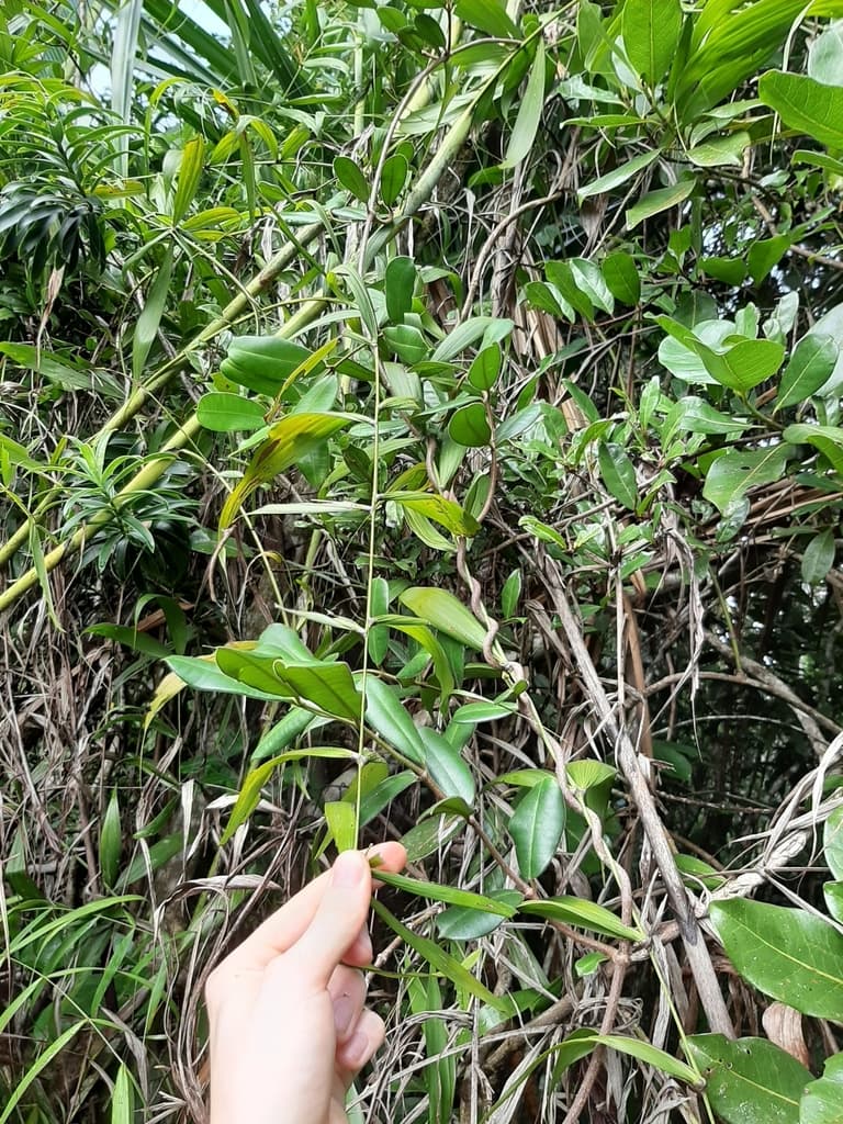 Botanical specimen of Dypsis Scandens.