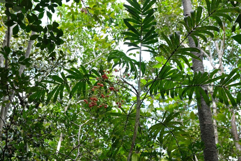 Botanical specimen of Dypsis Scottiana.