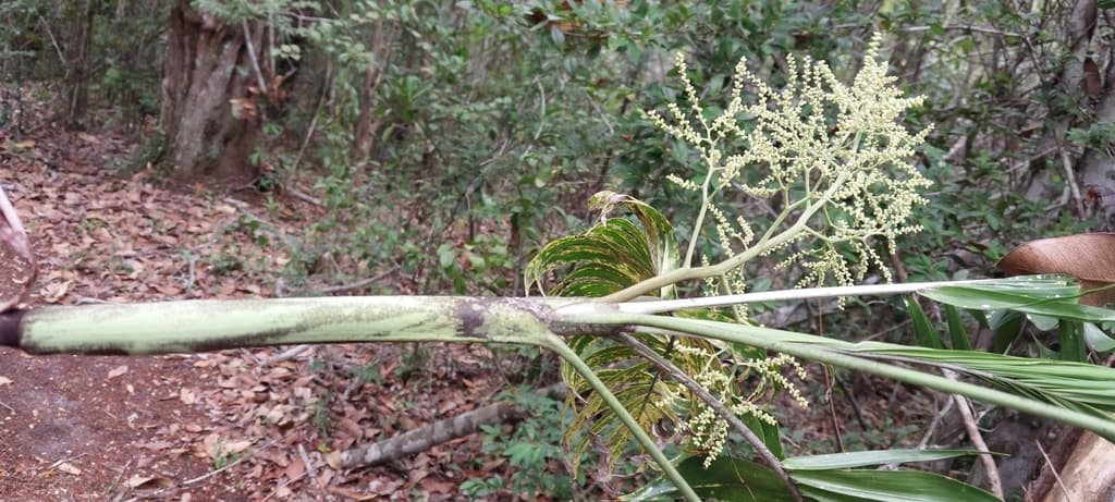 Botanical specimen of Dypsis Scottiana.