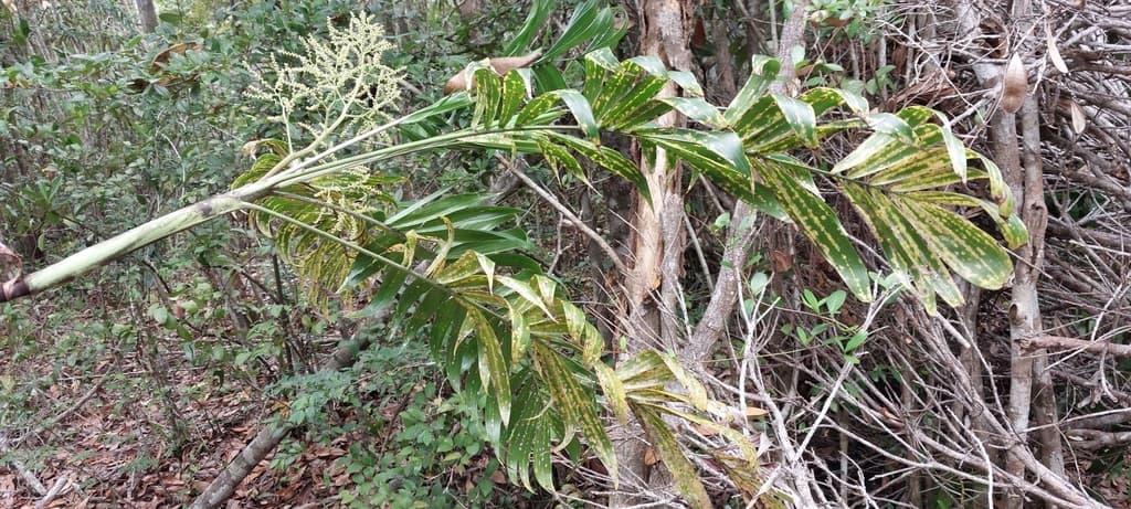 Botanical specimen of Dypsis Scottiana.