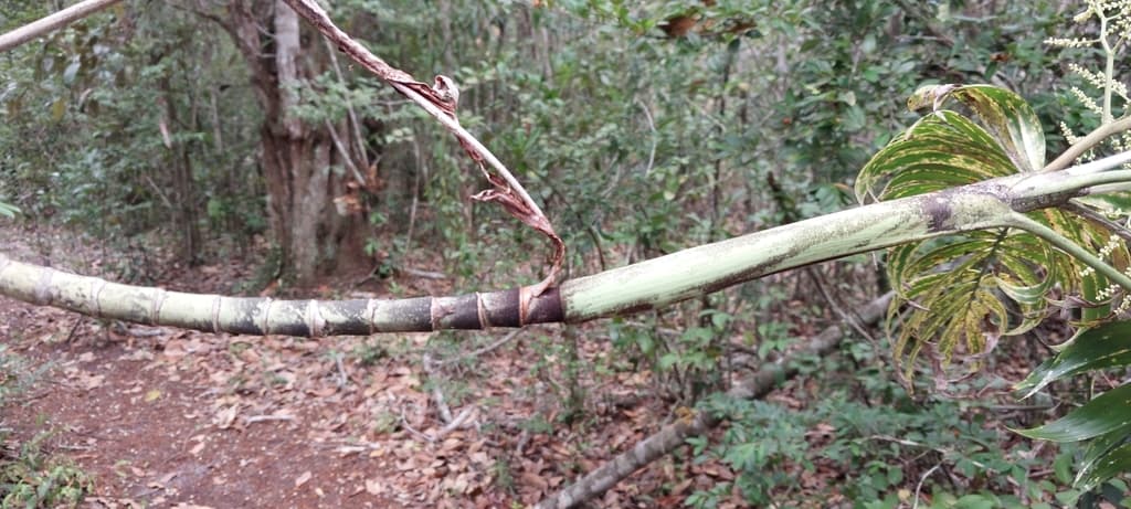 Botanical specimen of Dypsis Scottiana.