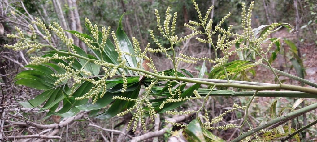 Botanical specimen of Dypsis Scottiana.
