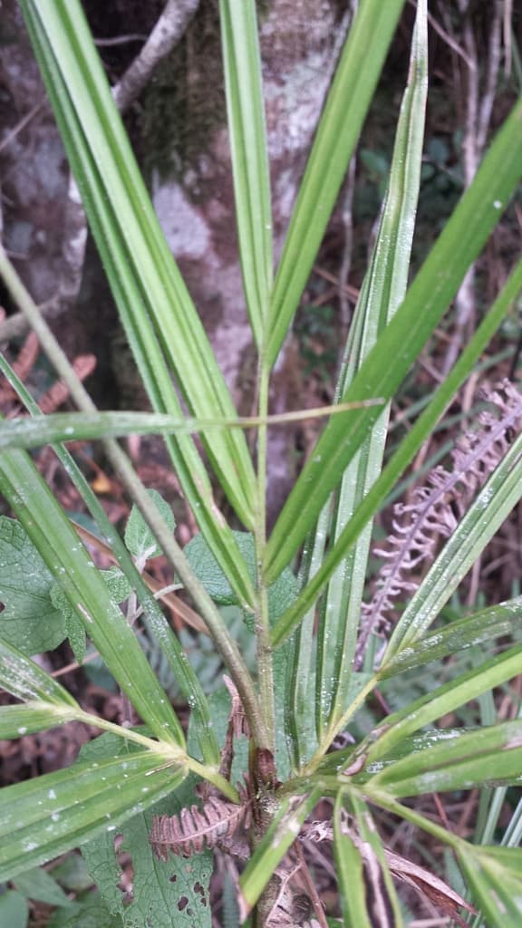 Botanical specimen of Dypsis Thermarum.