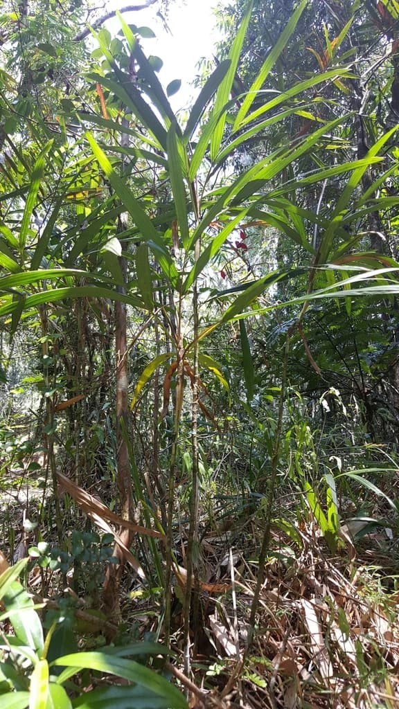 Botanical specimen of Dypsis Thermarum.
