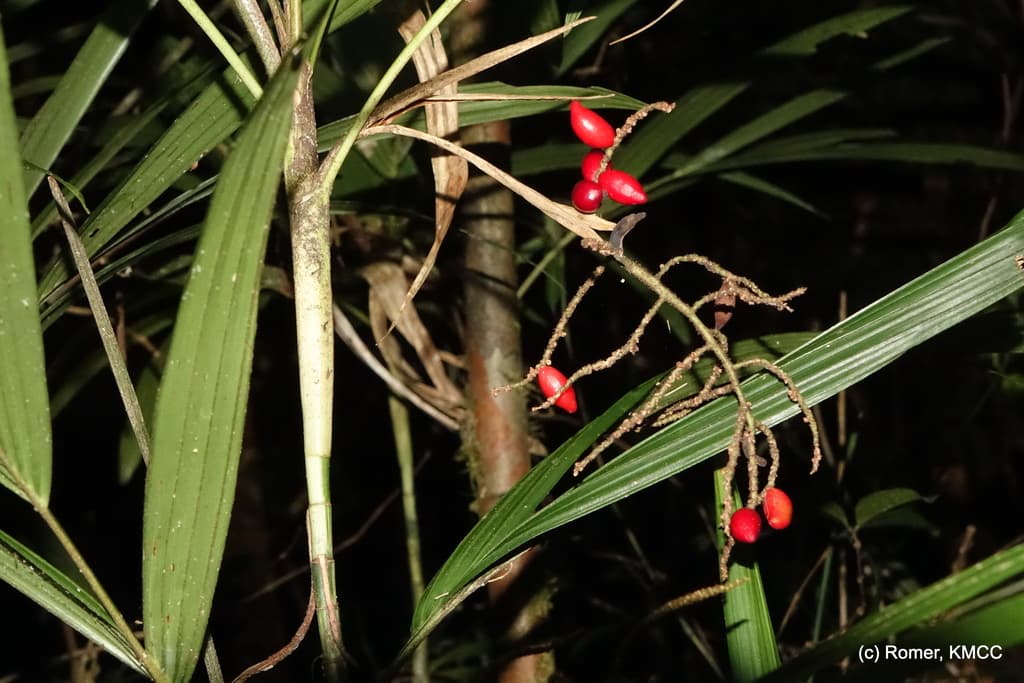 Botanical specimen of Dypsis Thermarum.