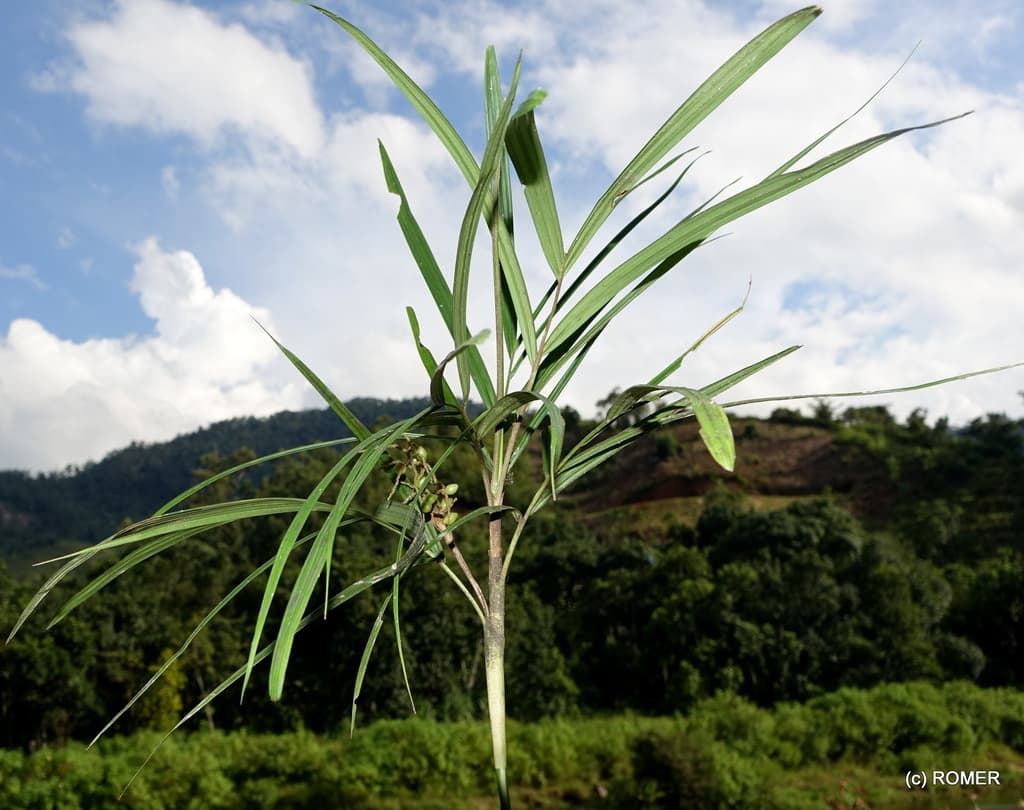 Botanical specimen of Dypsis Thermarum.