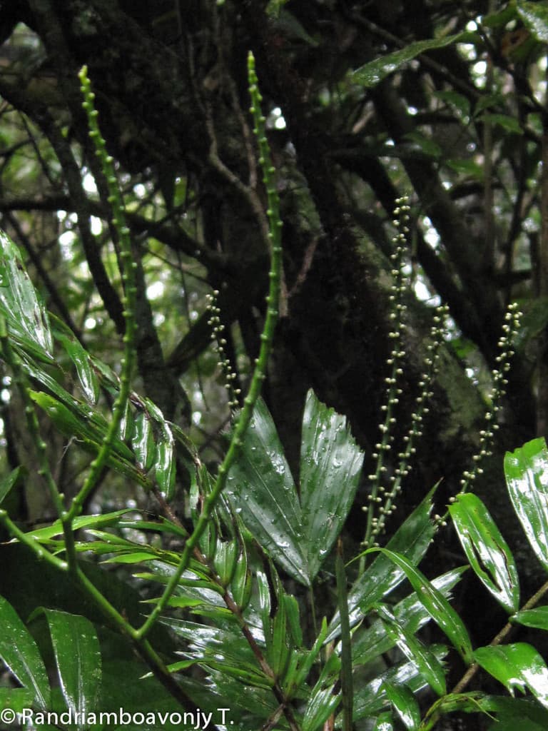 Botanical specimen of Dypsis Thiryana.