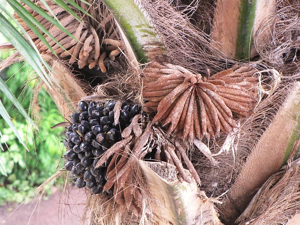 Botanical specimen of Elaeis Guineensis.