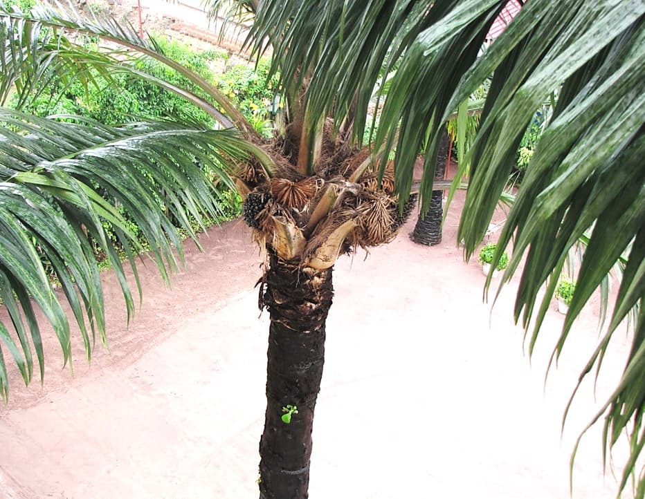 Botanical specimen of Elaeis Guineensis.