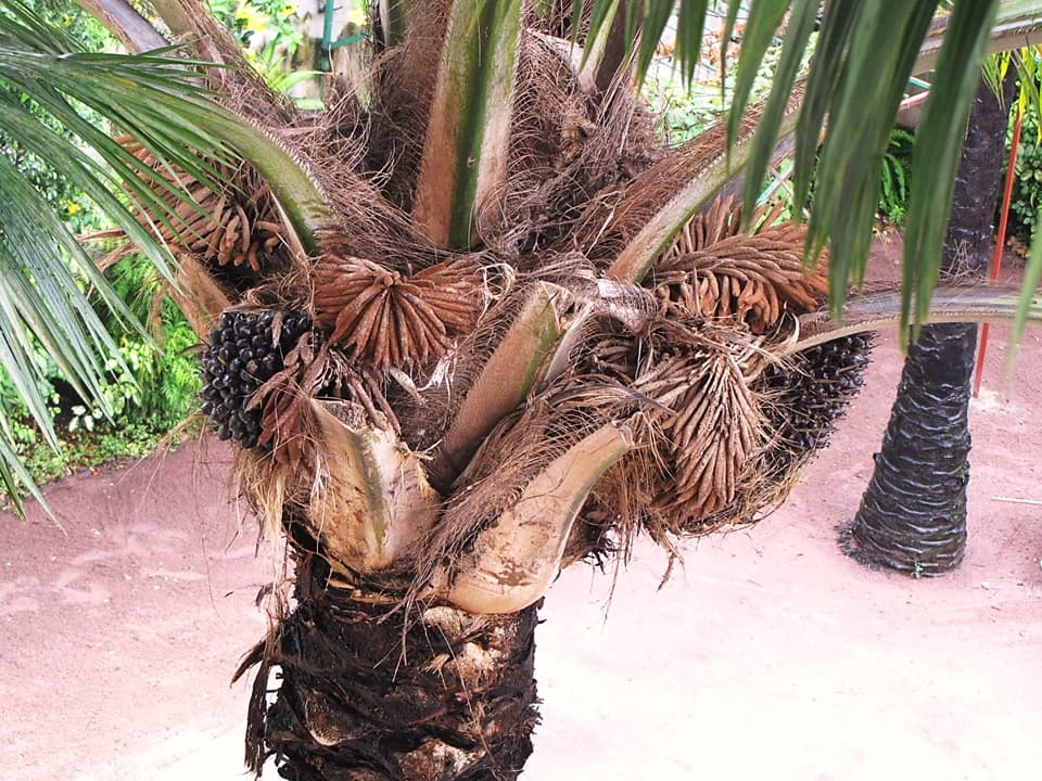 Botanical specimen of Elaeis Guineensis.