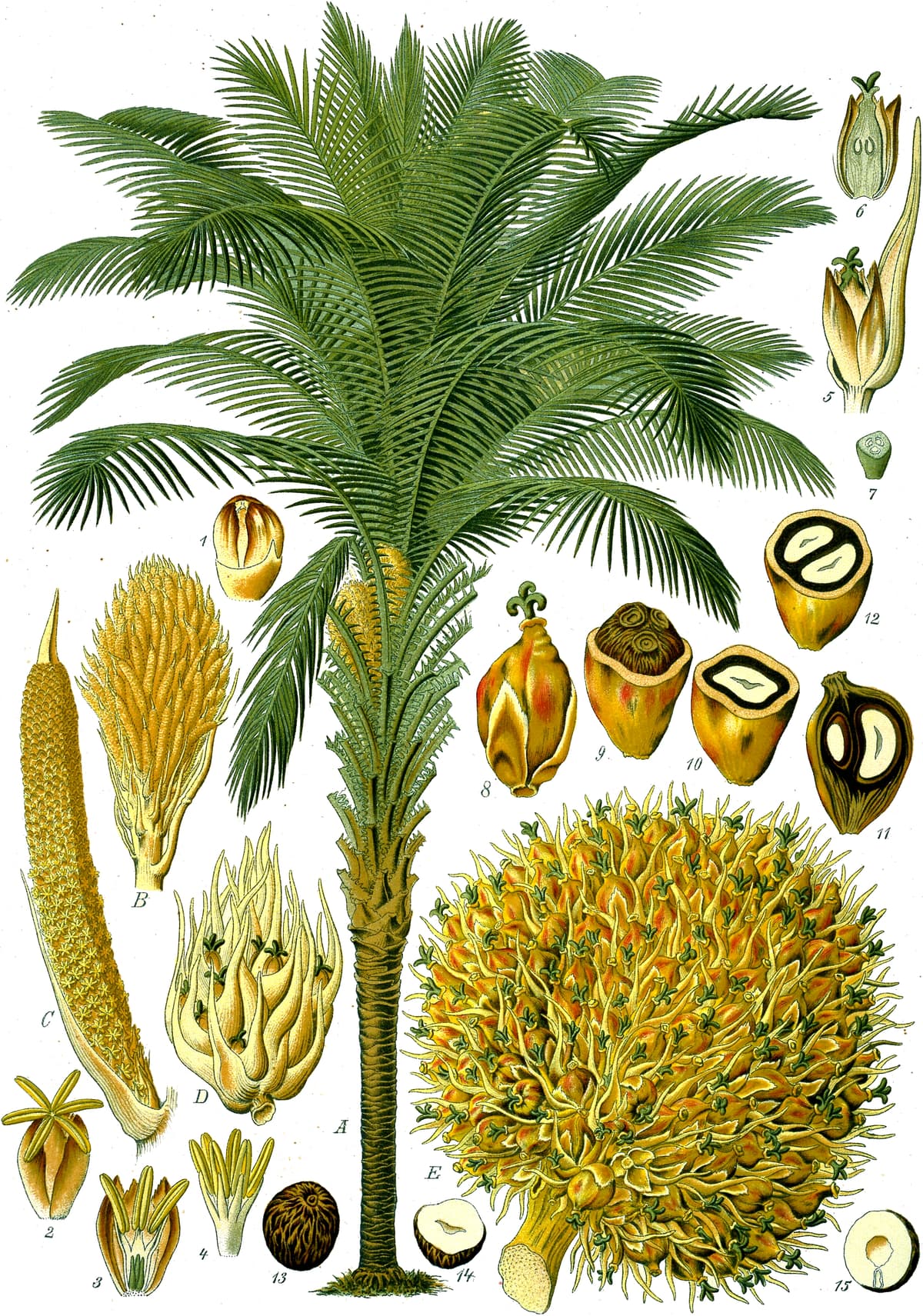 Botanical specimen of Elaeis Guineensis.