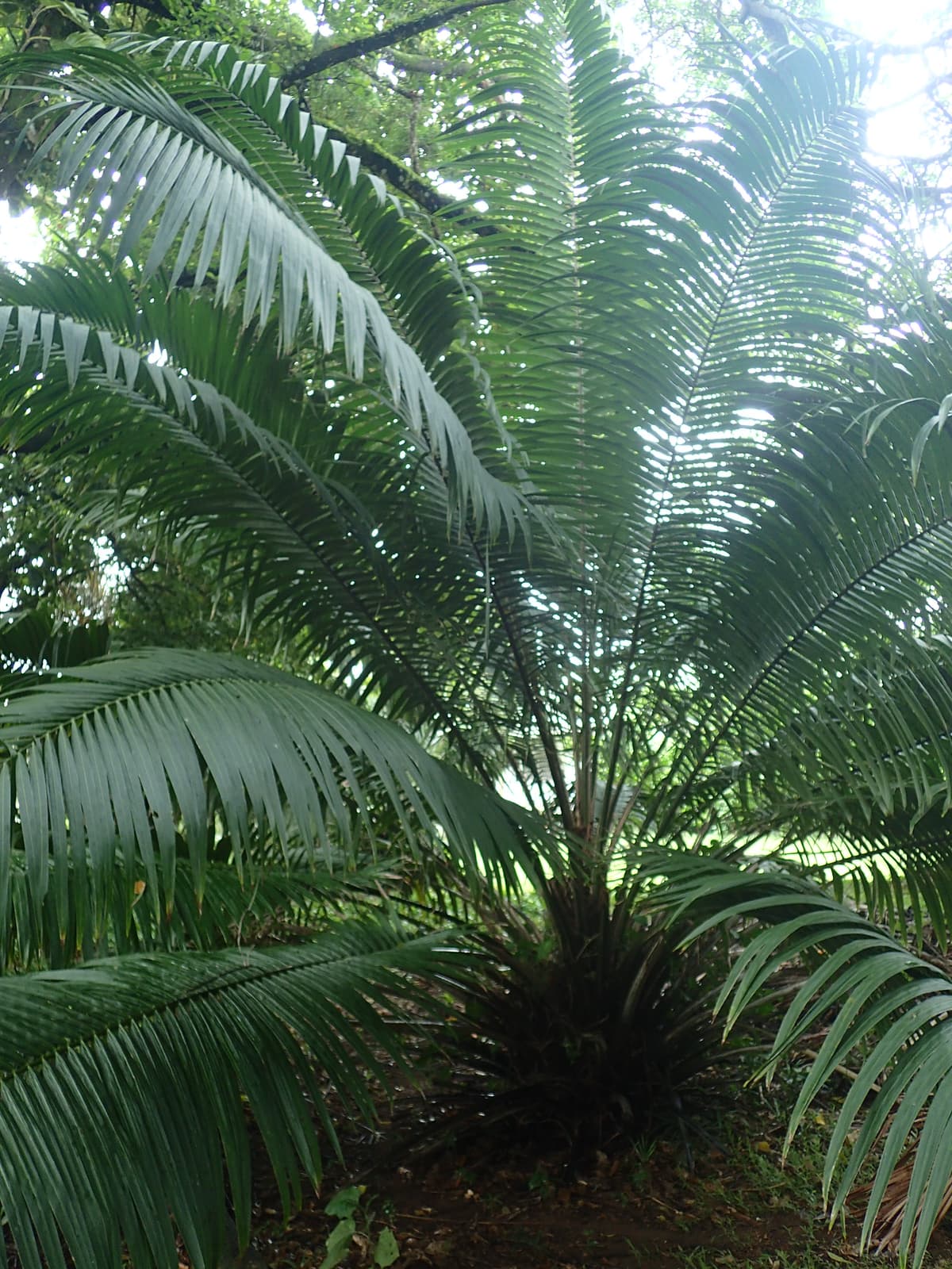 Botanical specimen of Elaeis Oleifera.