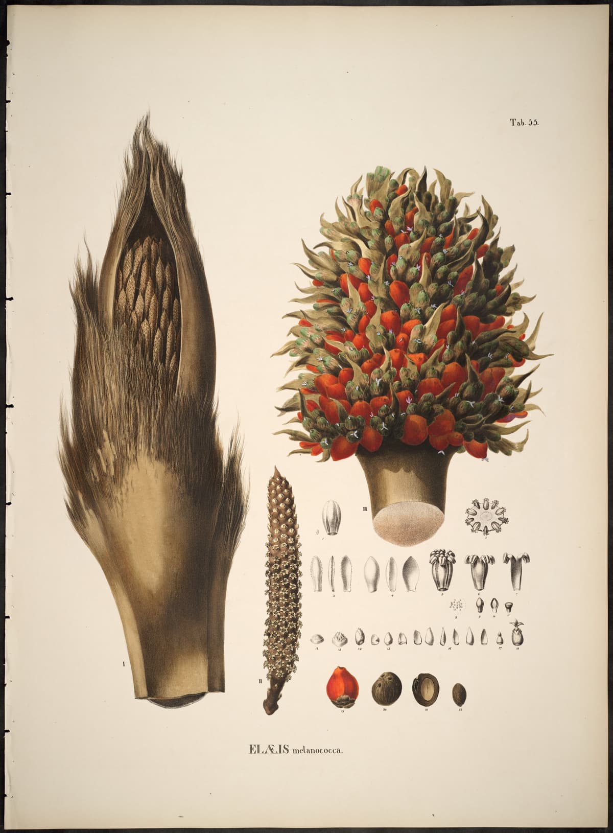 Botanical specimen of Elaeis Oleifera.