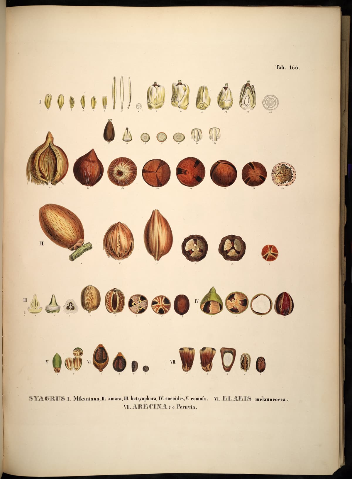 Botanical specimen of Elaeis Oleifera.