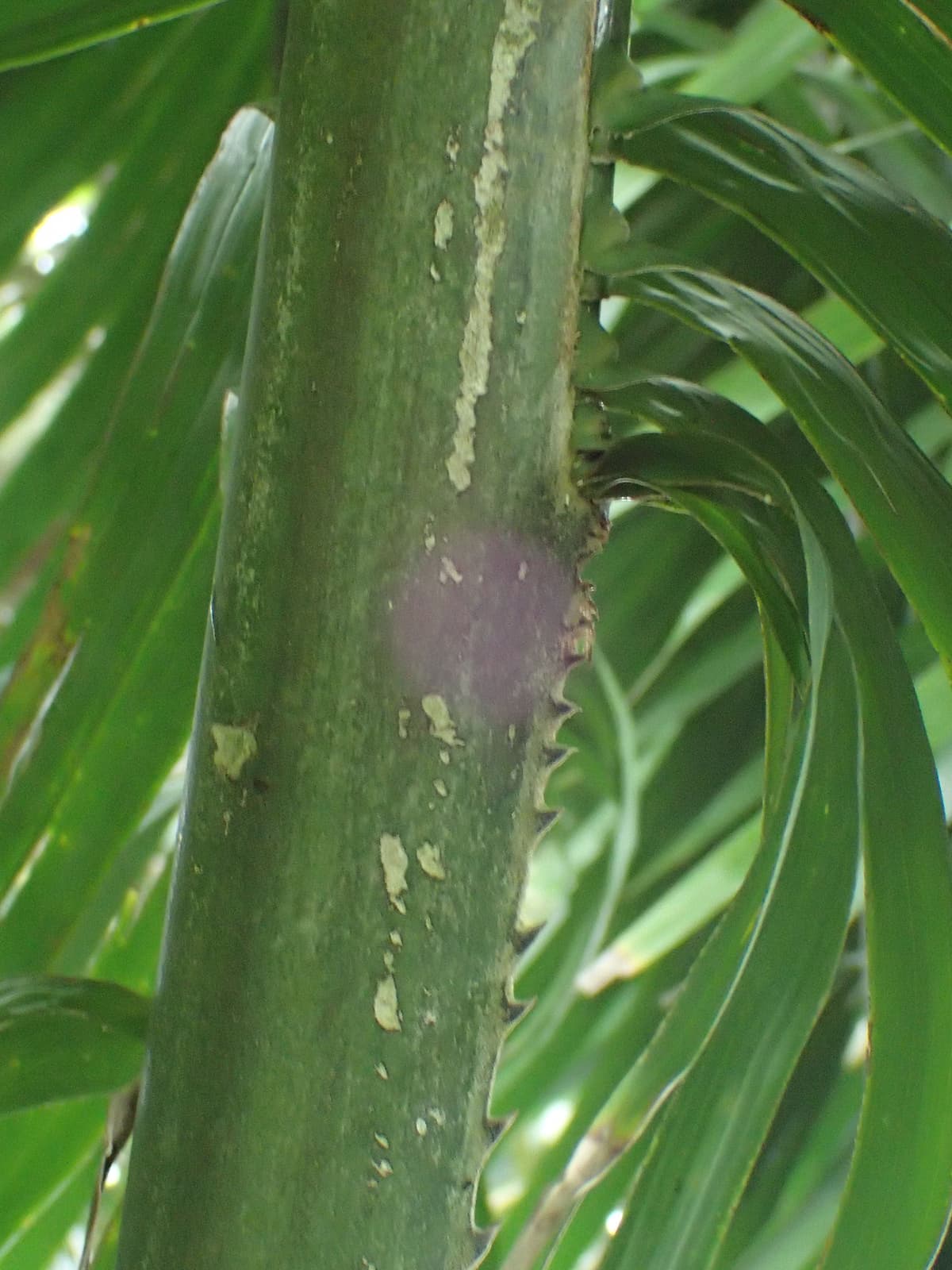 Botanical specimen of Elaeis Oleifera.