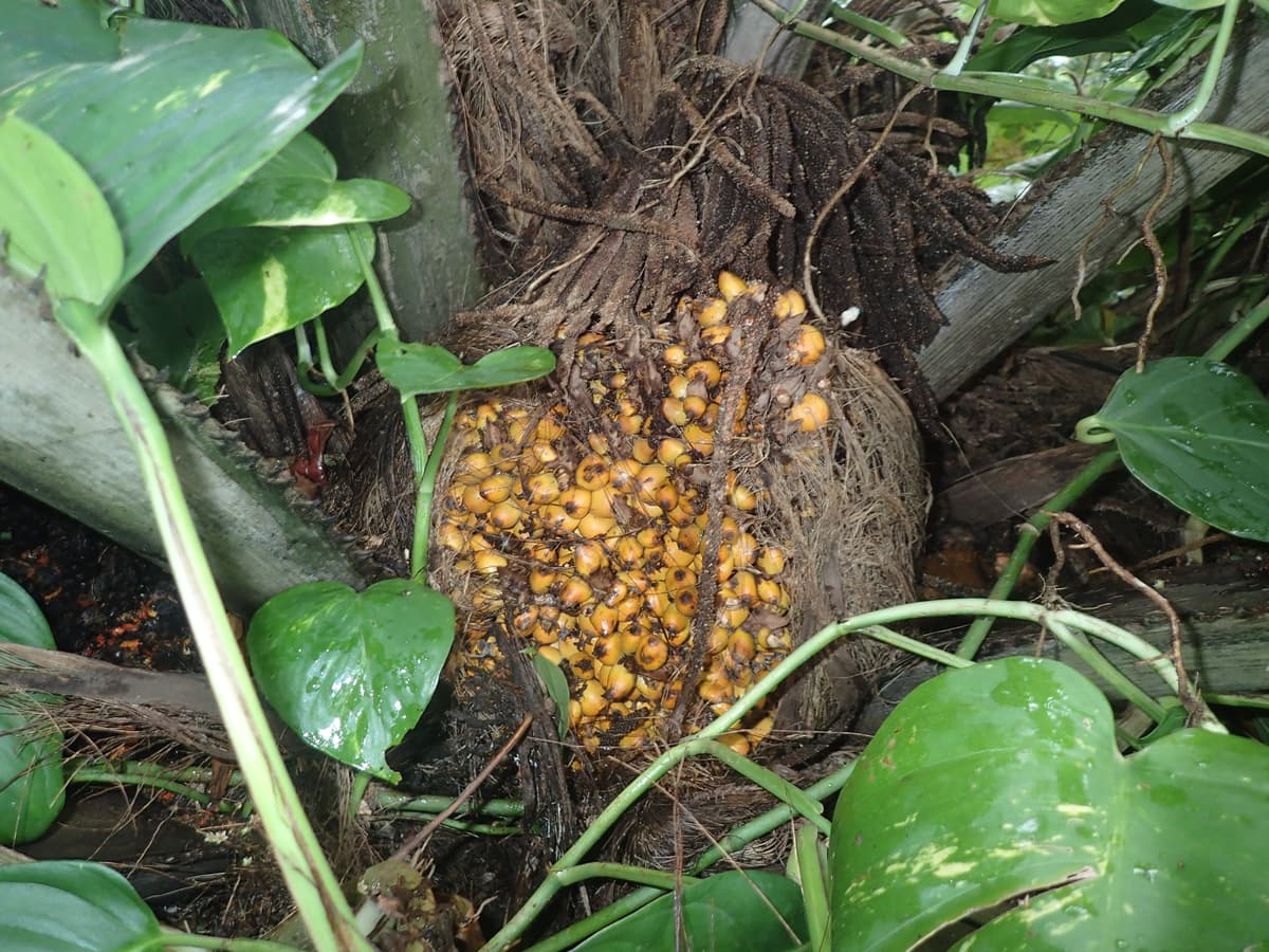 Botanical specimen of Elaeis Oleifera.
