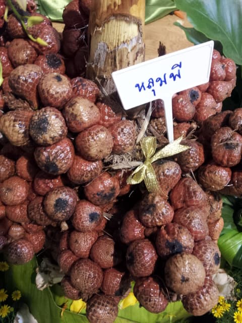 Botanical specimen of Eleiodoxa Conferta.