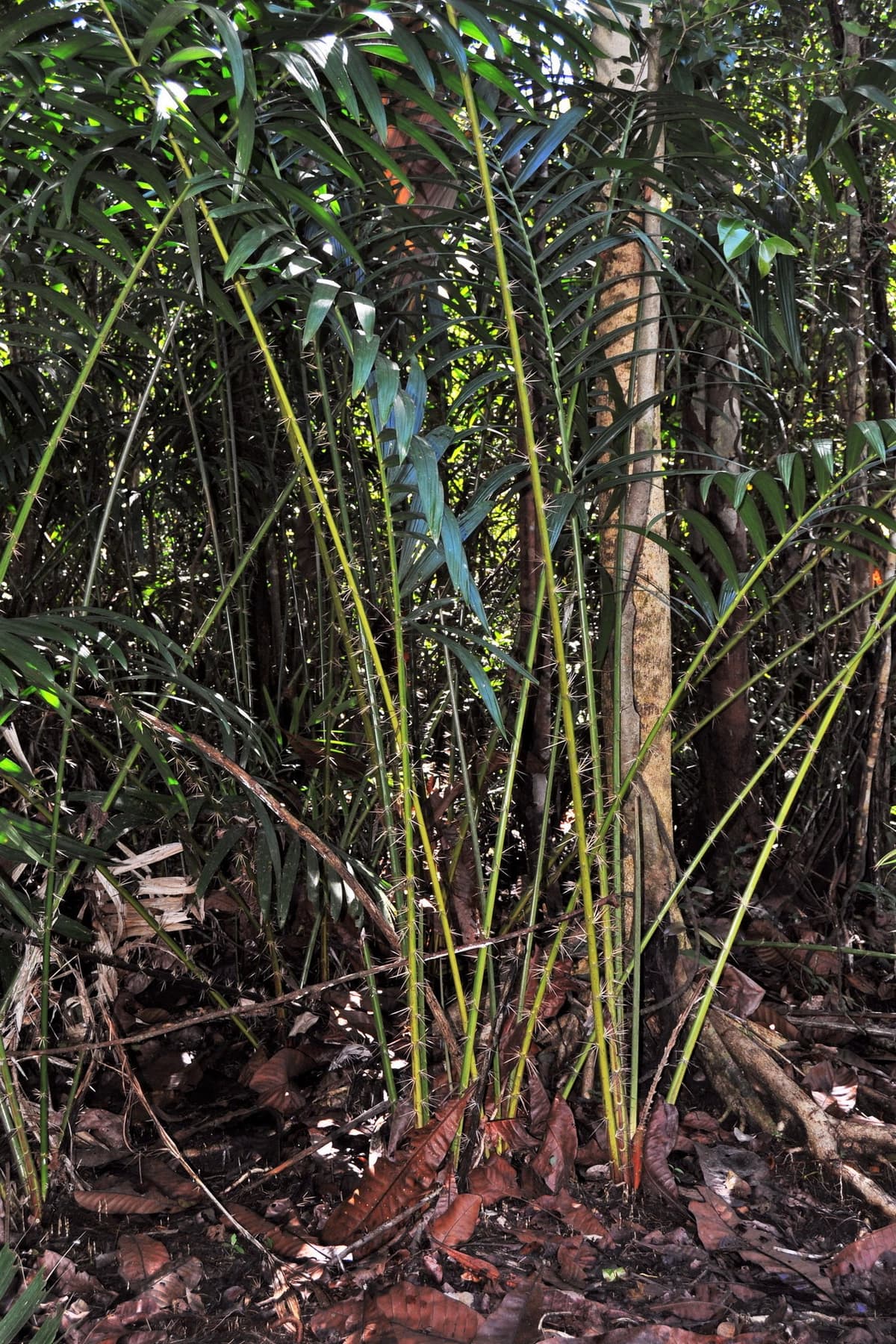 Botanical specimen of Eleiodoxa Conferta.