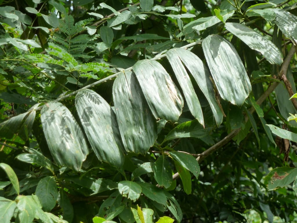 Botanical specimen of Eremospatha Dransfieldii.