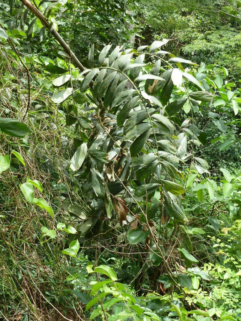 Botanical specimen of Eremospatha Dransfieldii.
