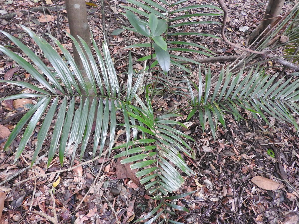 Botanical specimen of Eremospatha Hookeri.