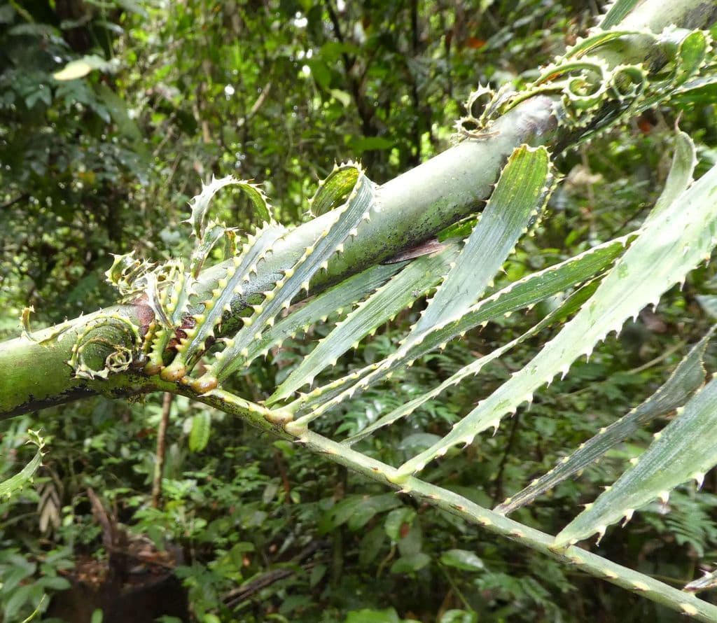 Botanical specimen of Eremospatha Laurentii.