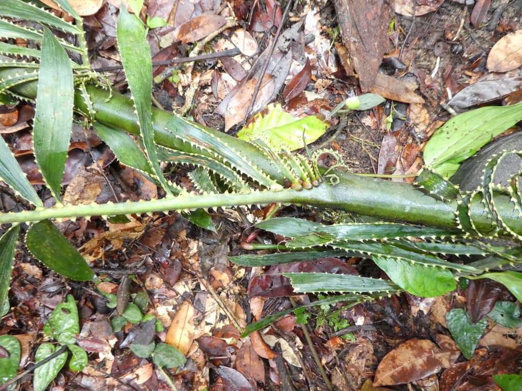 Botanical specimen of Eremospatha Laurentii.