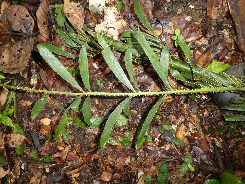 Botanical specimen of Eremospatha Laurentii.