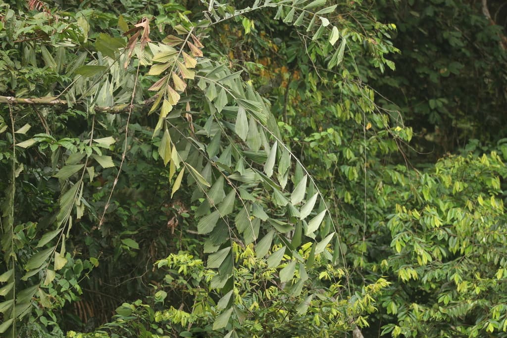 Botanical specimen of Eremospatha Wendlandiana.