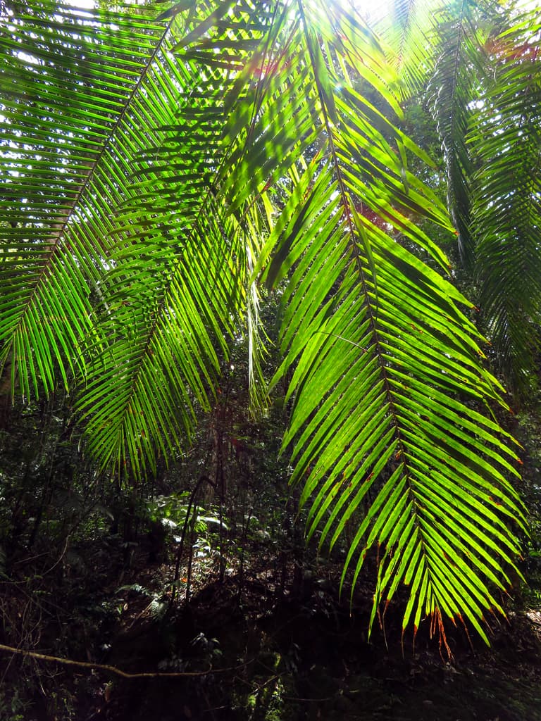 Botanical specimen of Eugeissona Minor.