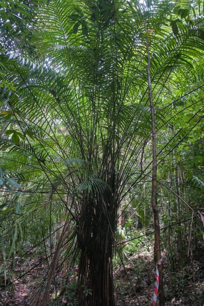 Botanical specimen of Eugeissona Minor.