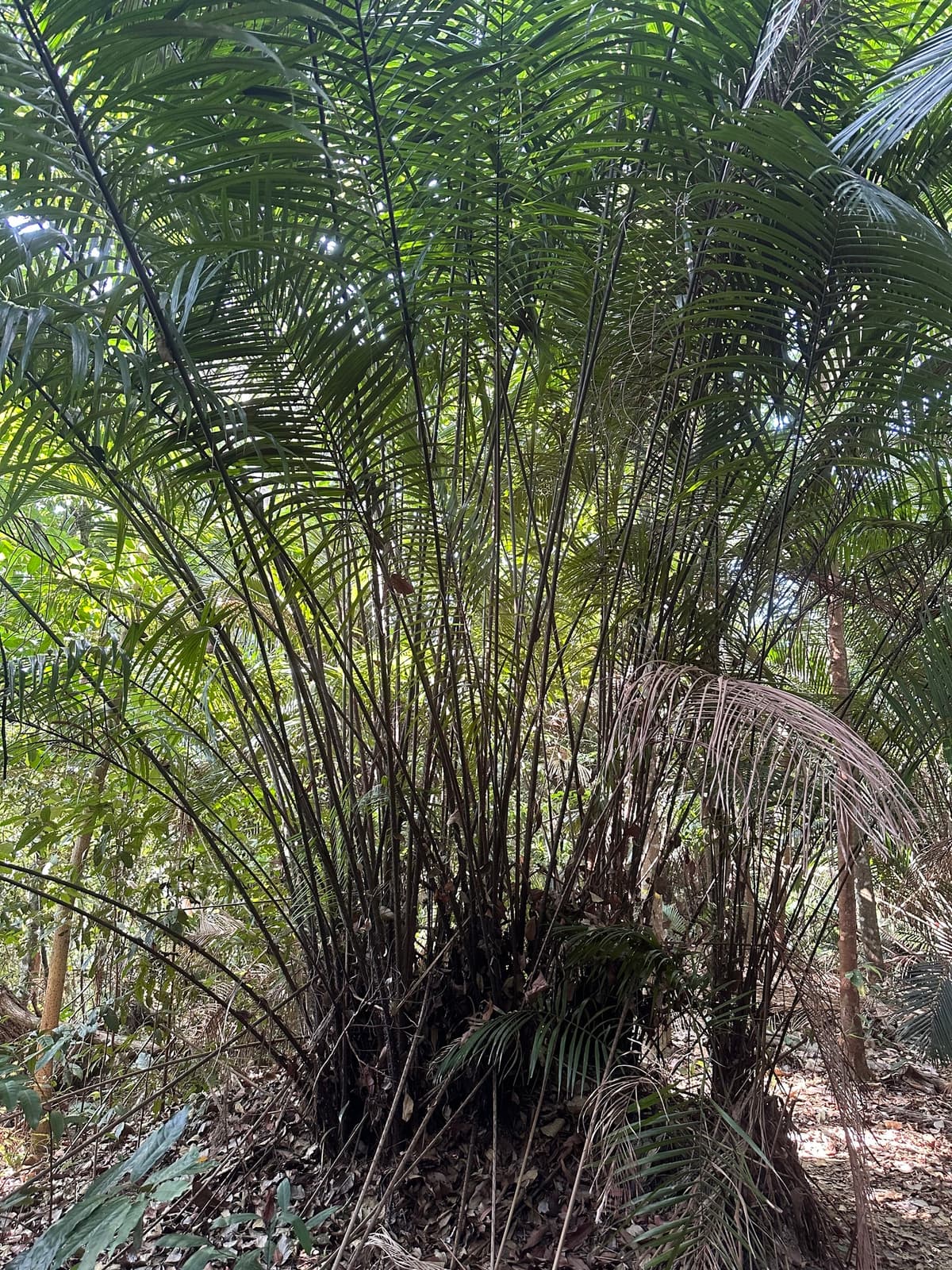 Botanical specimen of Eugeissona Tristis.