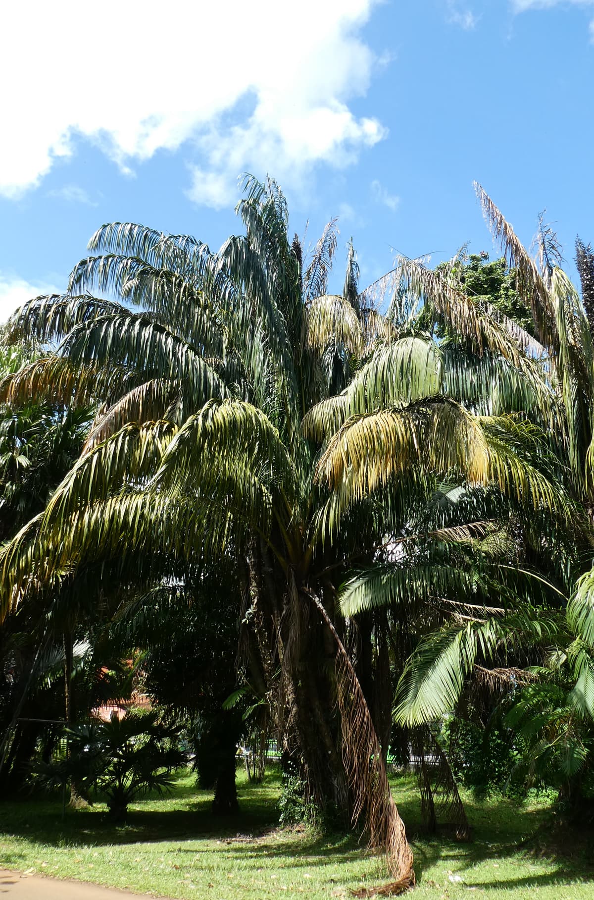Botanical specimen of Eugeissona Utilis.