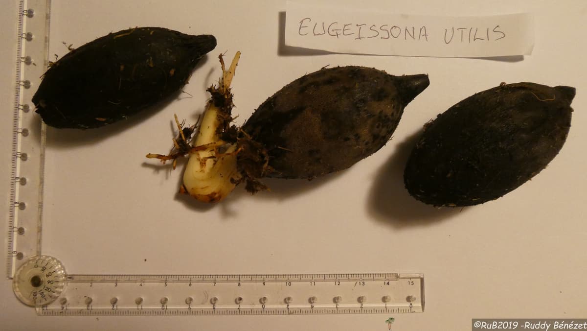 Botanical specimen of Eugeissona Utilis.