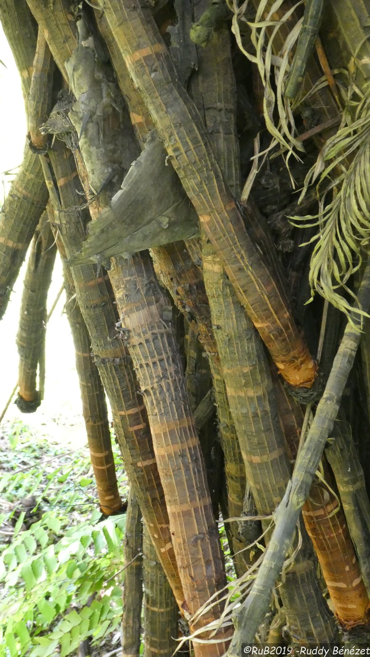 Botanical specimen of Eugeissona Utilis.