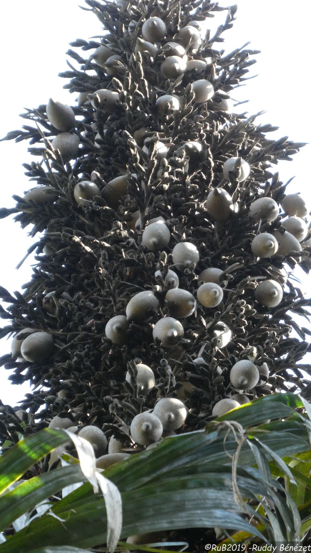 Botanical specimen of Eugeissona Utilis.