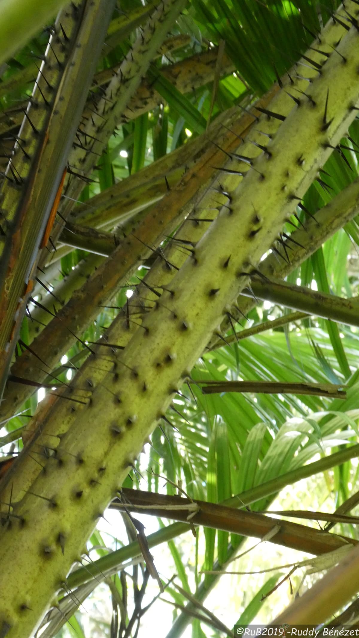 Botanical specimen of Eugeissona Utilis.