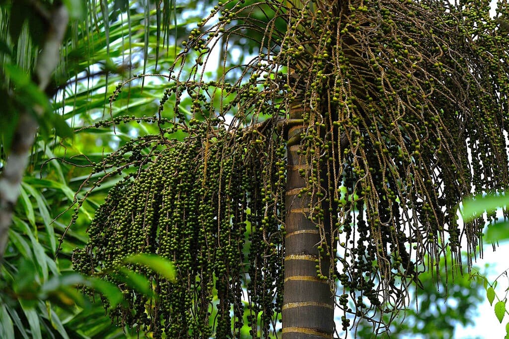 Botanical specimen of Euterpe Catinga.
