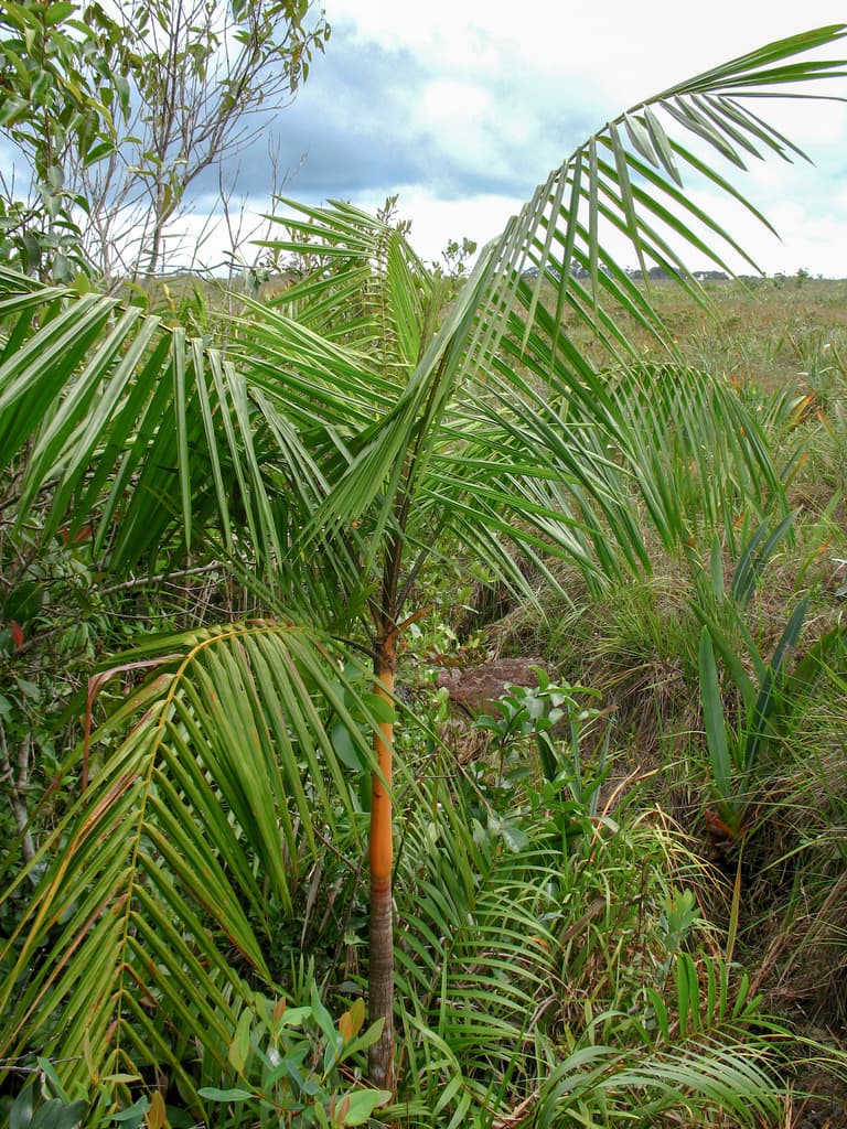 Botanical specimen of Euterpe Catinga.