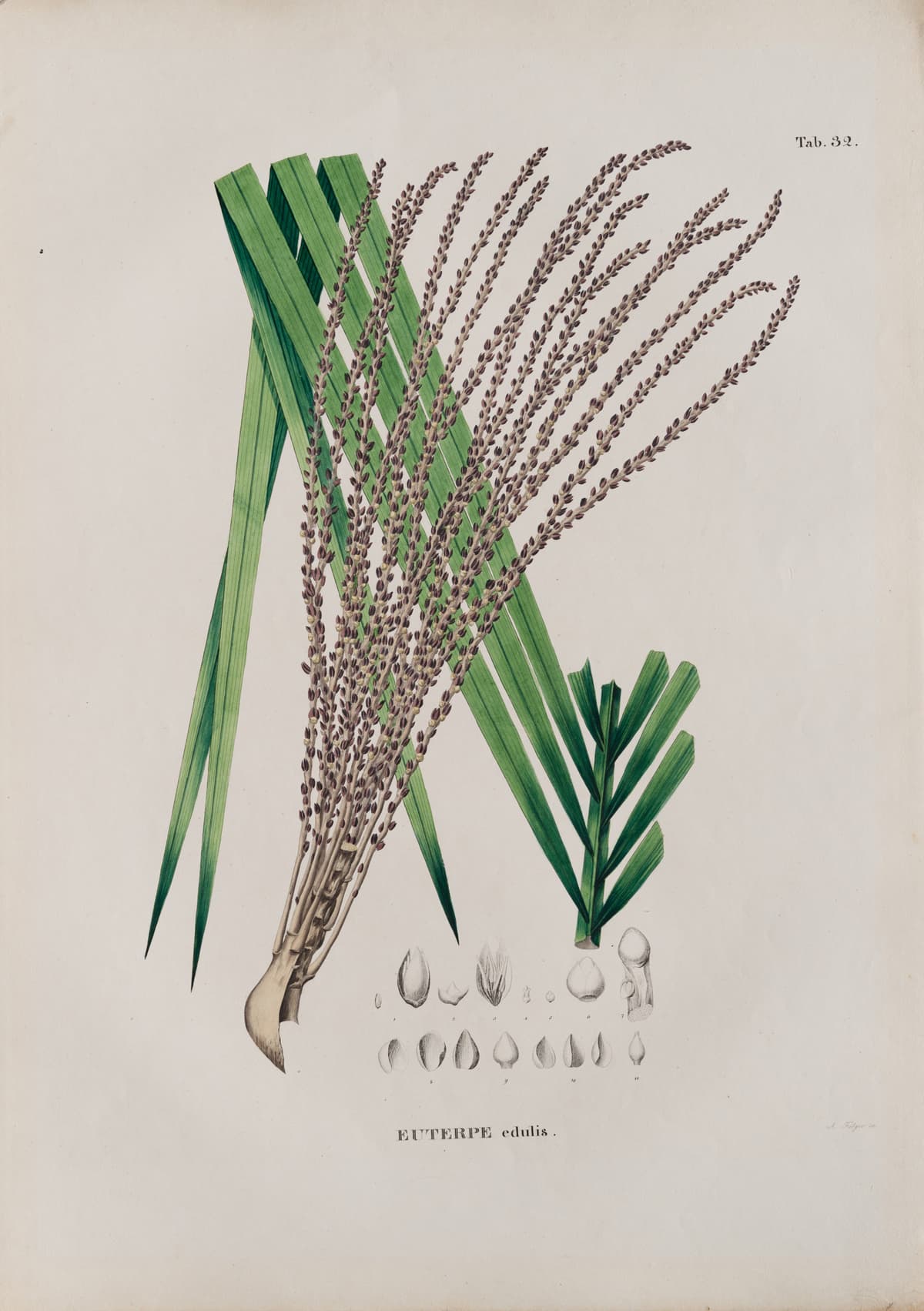 Botanical specimen of Euterpe Edulis.
