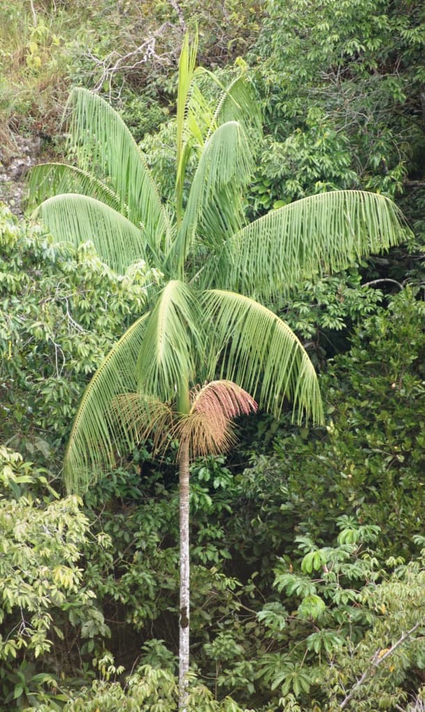 Botanical specimen of Euterpe Edulis.