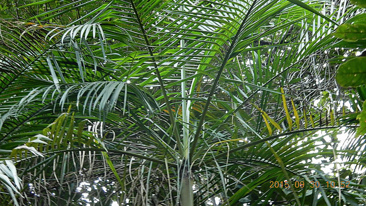Botanical specimen of Euterpe Edulis.