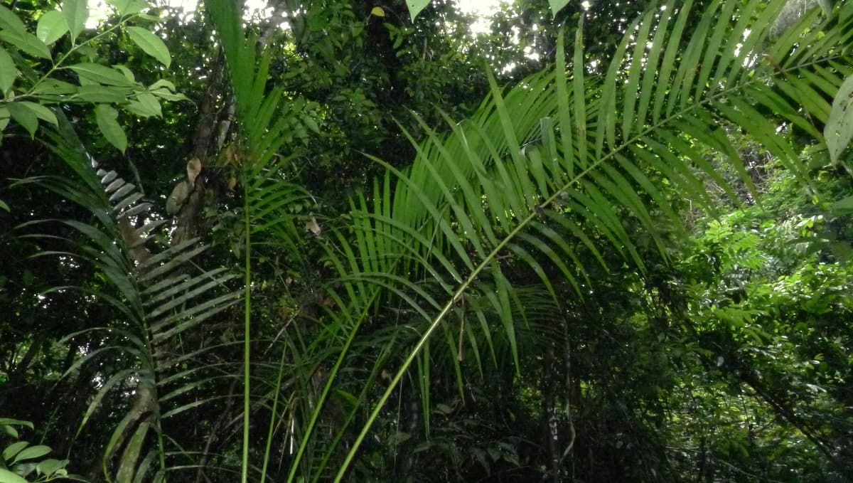 Botanical specimen of Euterpe Edulis.