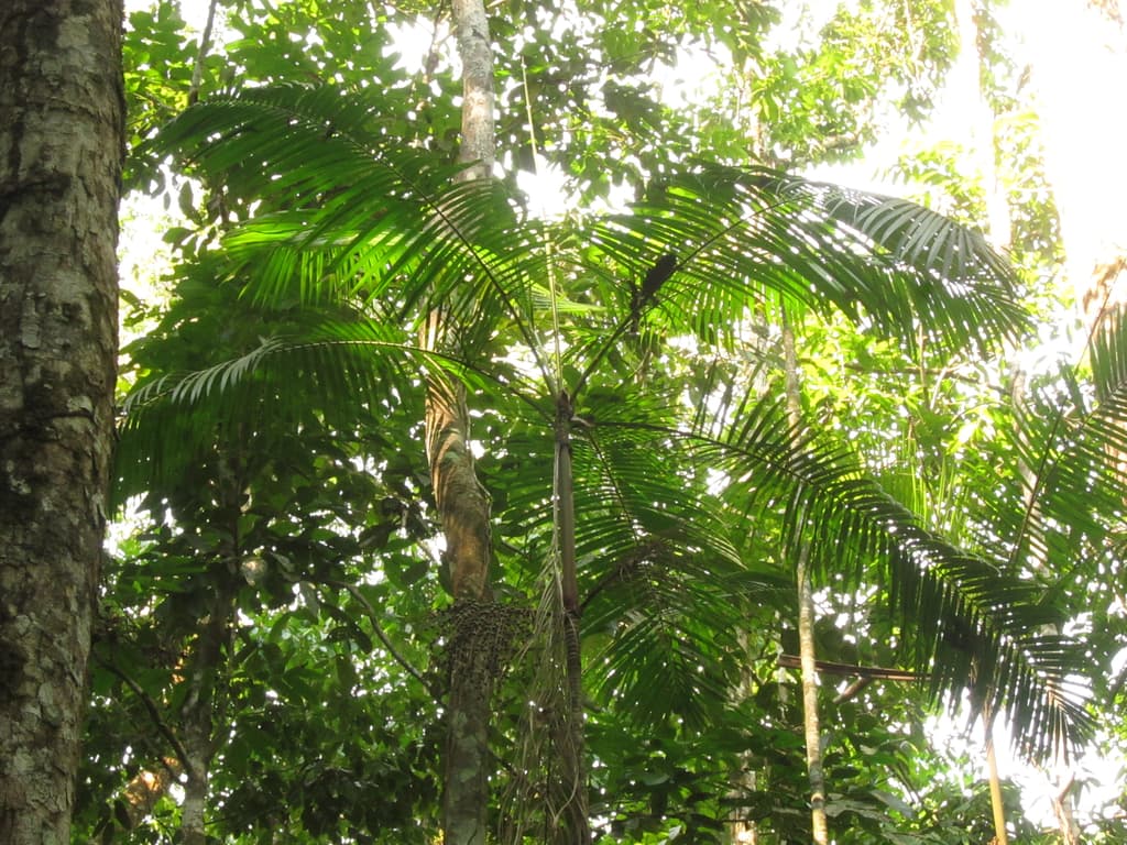 Botanical specimen of Euterpe Longibracteata.