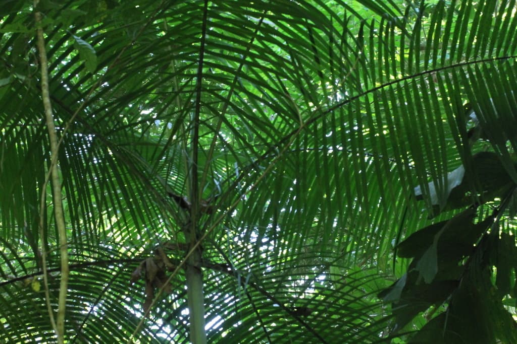 Botanical specimen of Euterpe Longibracteata.