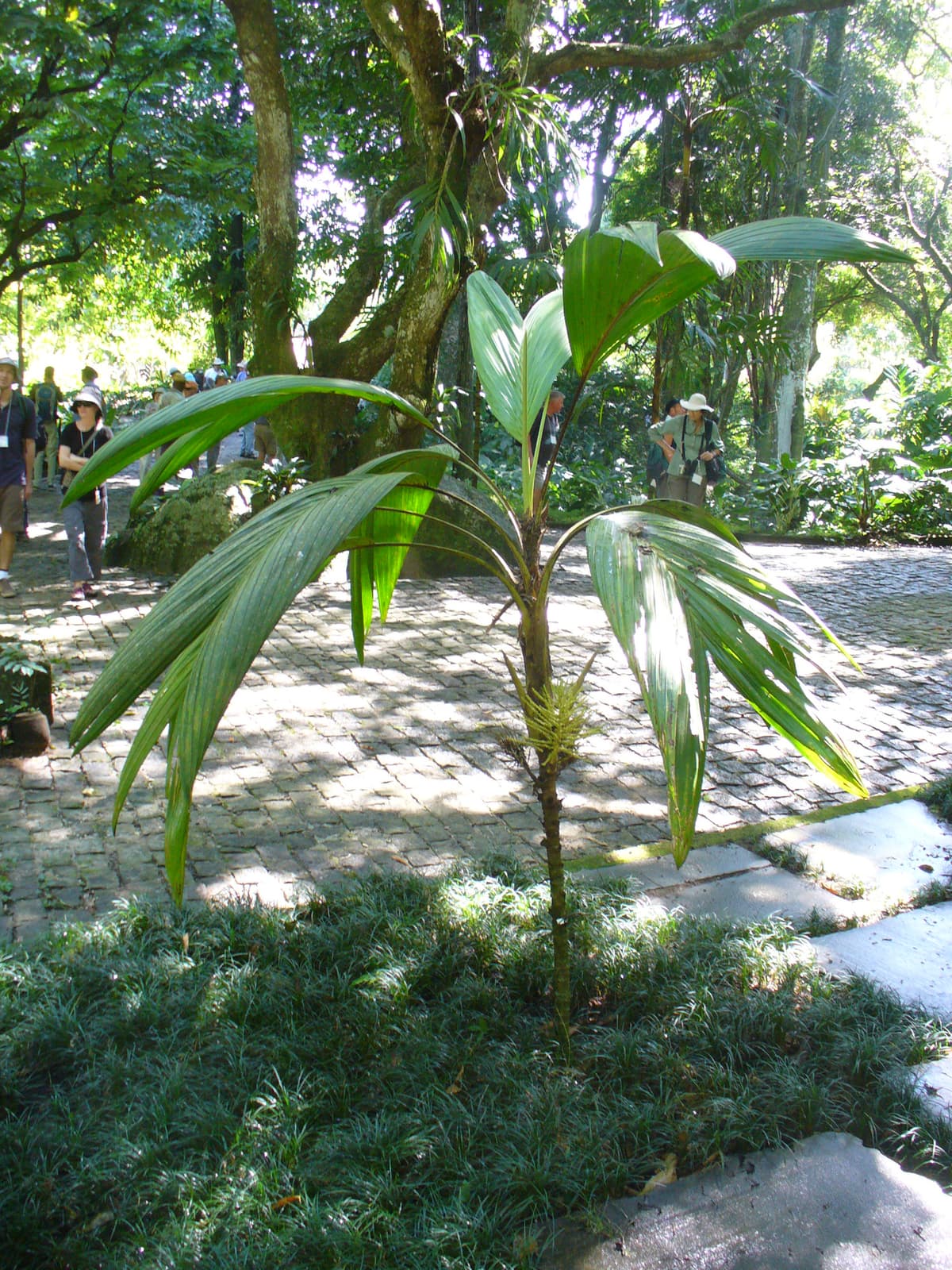Botanical specimen of Euterpe Luminosa.