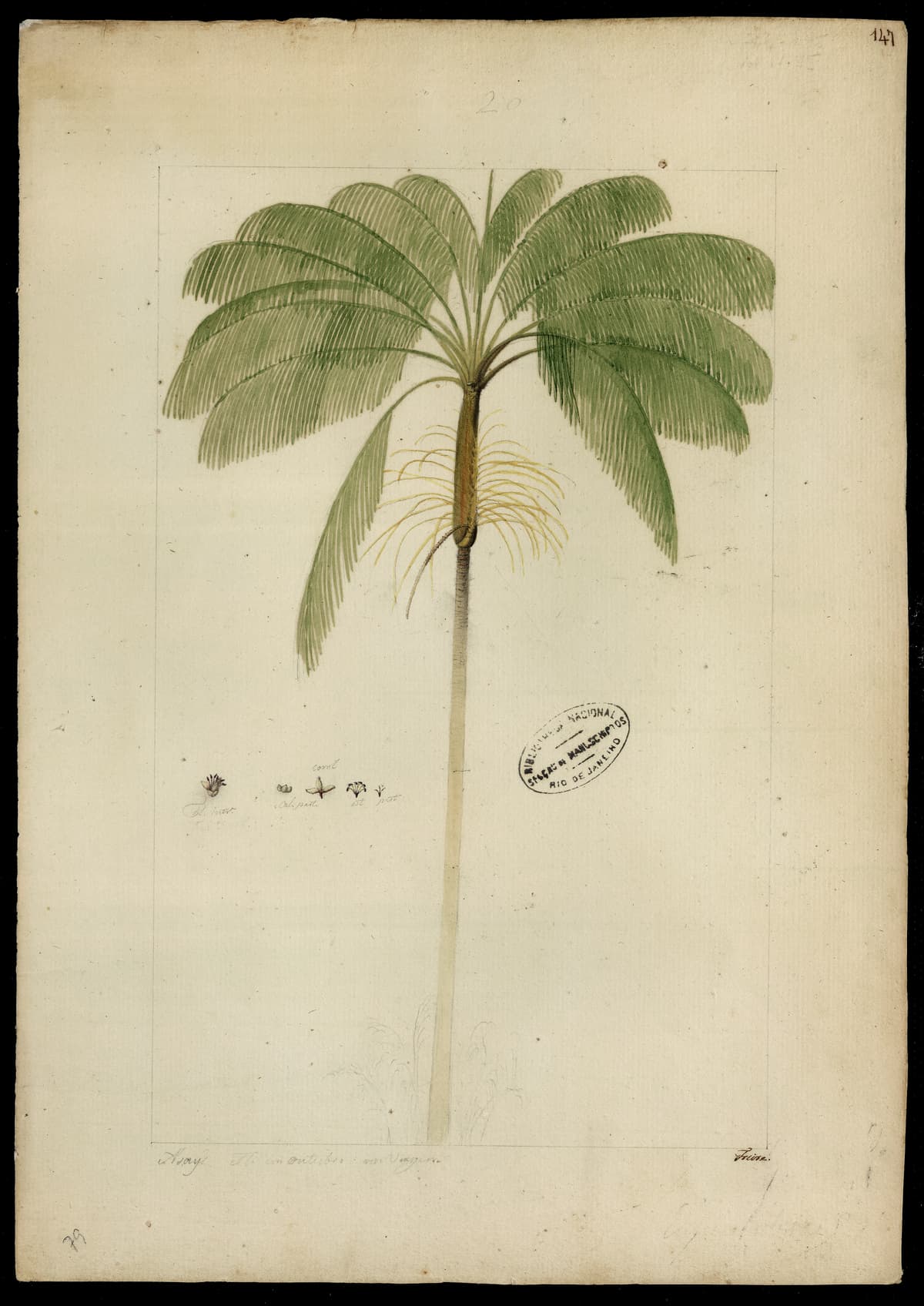 Botanical specimen of Euterpe Oleracea.