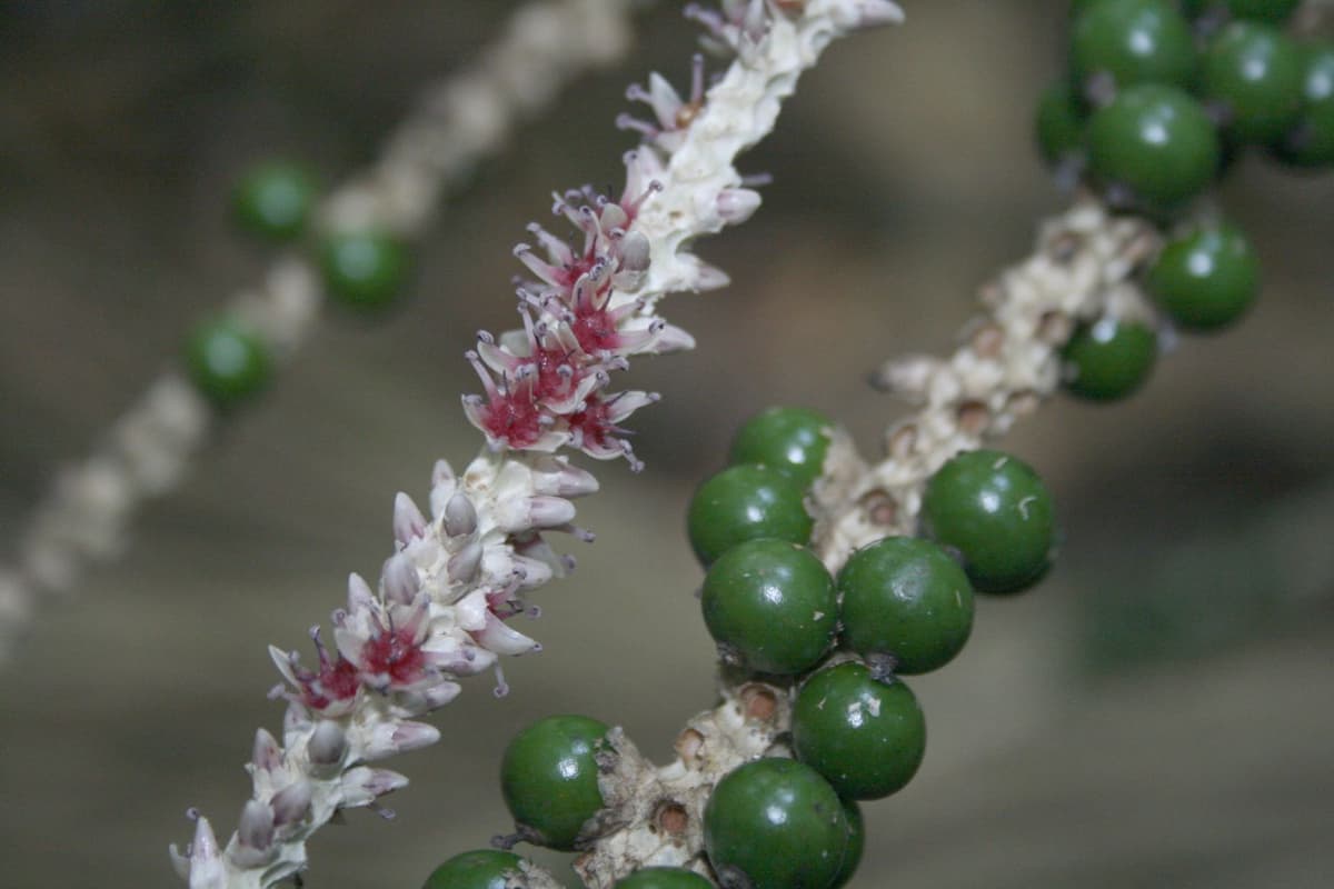 Botanical specimen of Euterpe Precatoria.