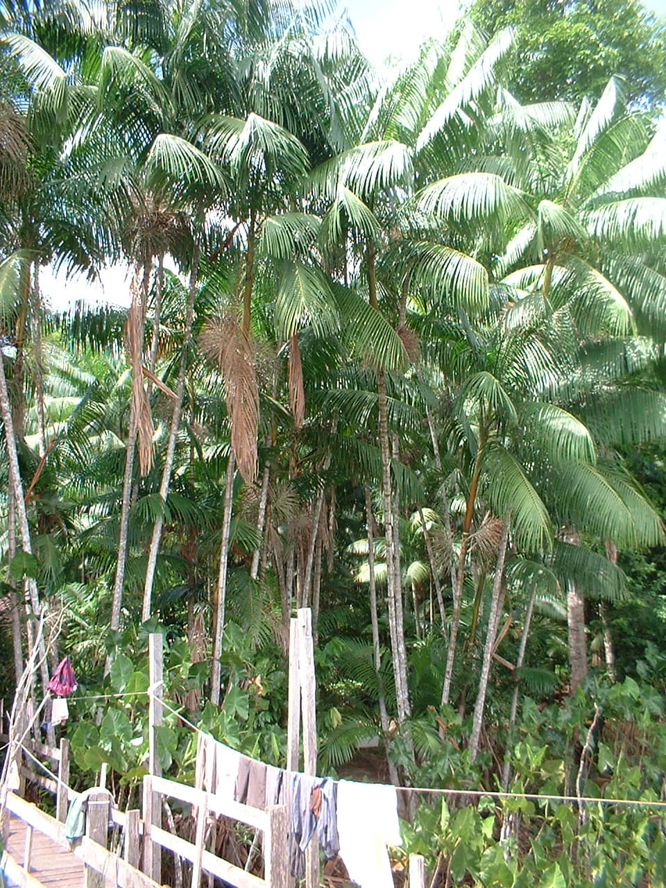 Botanical specimen of Euterpe Precatoria.